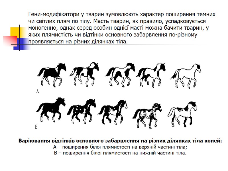 Гени-модифікатори у тварин зумовлюють характер поширення темних чи світлих плям по тілу. Масть тварин,
